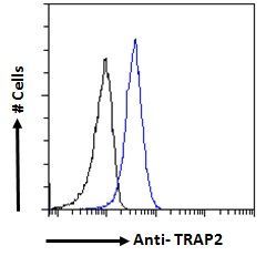 Goat anti-TRAP2 / Proteasome subunit 26S Antibody