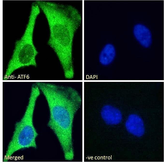 Goat anti-ATF6 (aa437-449) Antibody