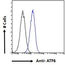ATF6 antibody