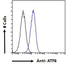 Goat anti-ATF6 (aa437-449) Antibody