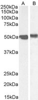 FOXA1 antibody