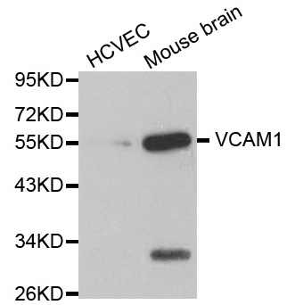 VCAM1 antibody