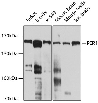 PER1 antibody