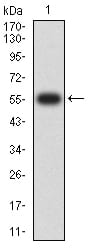 CD307B Antibody
