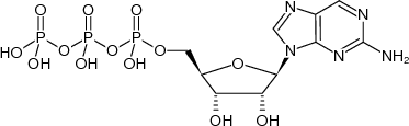 2-Aminopurine-riboside-5'-triphosphate