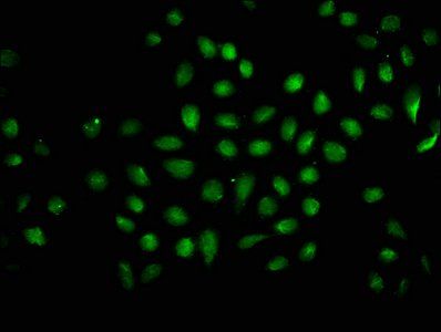 HIST1H1C Antibody