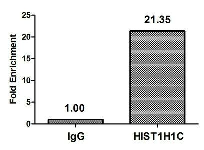 HIST1H1C Antibody