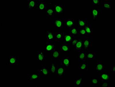 HIST1H1C Antibody