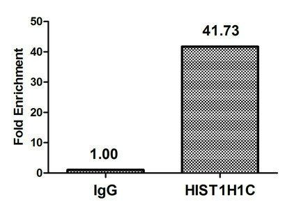 HIST1H1C Antibody