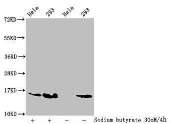 HIST1H2AG Antibody