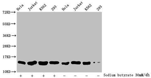 HIST1H2BC Antibody