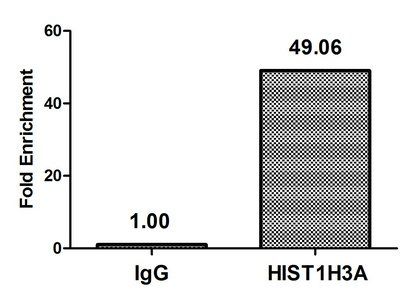 2-hydroxyisobutyryl-HIST1H3A (K14) Antibody
