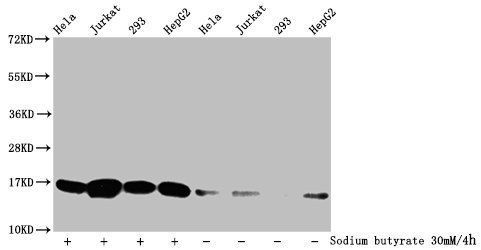 2-hydroxyisobutyryl-HIST1H3A (K18) Antibody