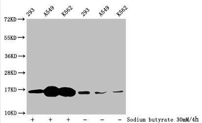 2-hydroxyisobutyryl-HIST1H3A (K4) Antibody
