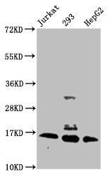 2-hydroxyisobutyryl-HIST1H3A (K56) antibody