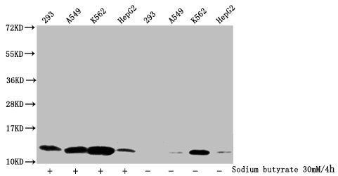 HIST1H4A Antibody