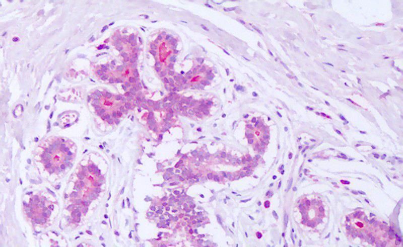 Goat anti-Syntenin / SDCBP Antibody