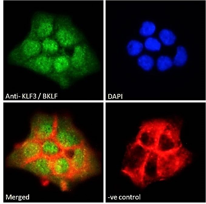 Goat anti-KLF3 / BKLF Antibody