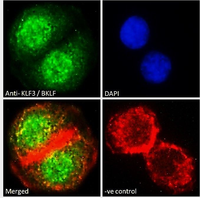 Goat anti-KLF3 / BKLF Antibody