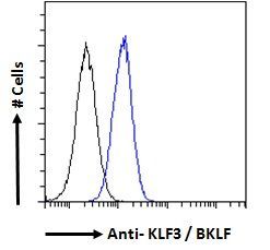 KLF3 antibody