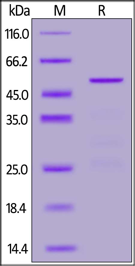 SARS-CoV-2 (COVID-19) Nucleocapsid protein