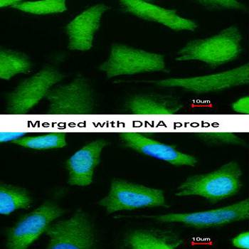 20S Proteasome alpha 6 antibody