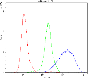 Aquaporin 3/AQP3 Antibody