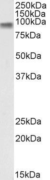 Goat anti-CTNNB1 / catenin beta-1 Antibody