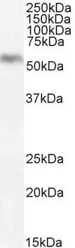 Goat anti-DGAT1 Antibody