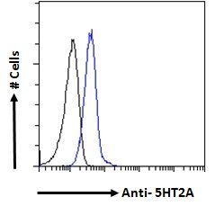 5-HT2A Receptor antibody