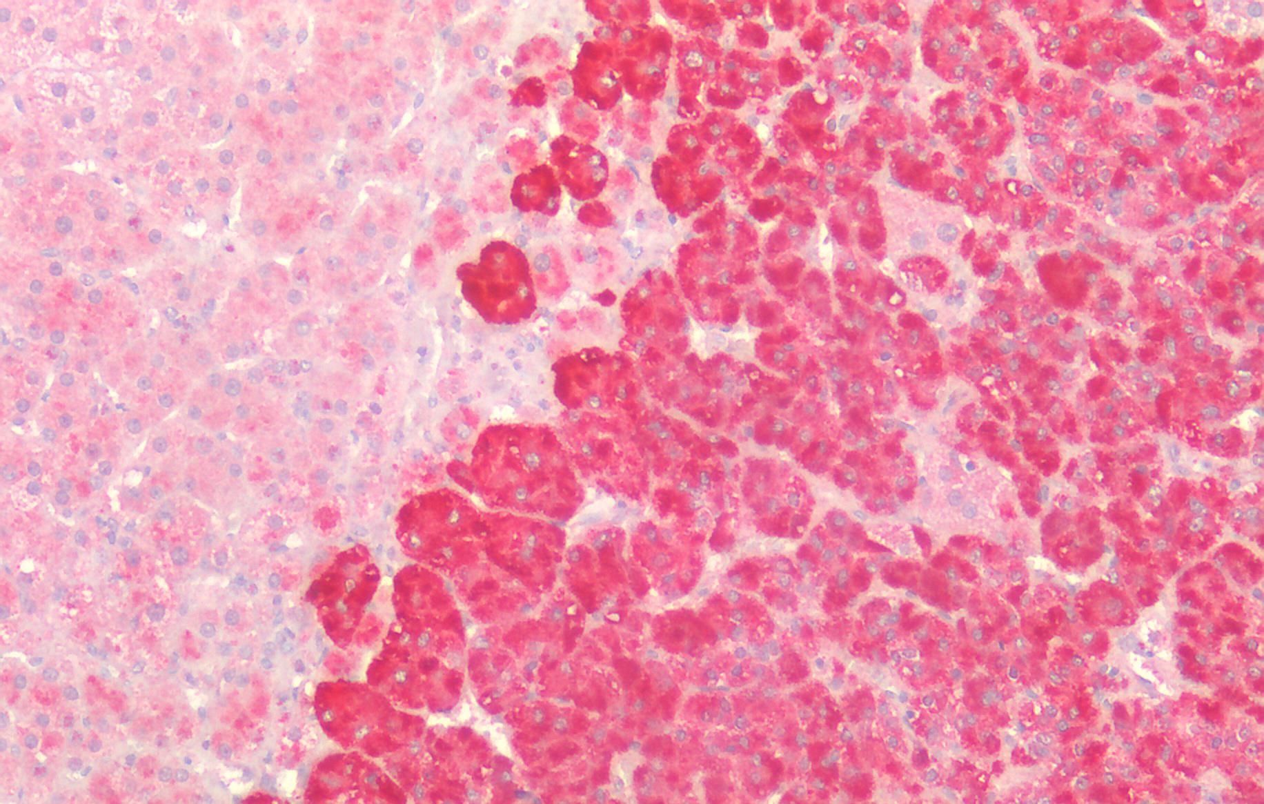 Goat anti-CTNNB1 / catenin beta-1 (aa108-121) Antibody