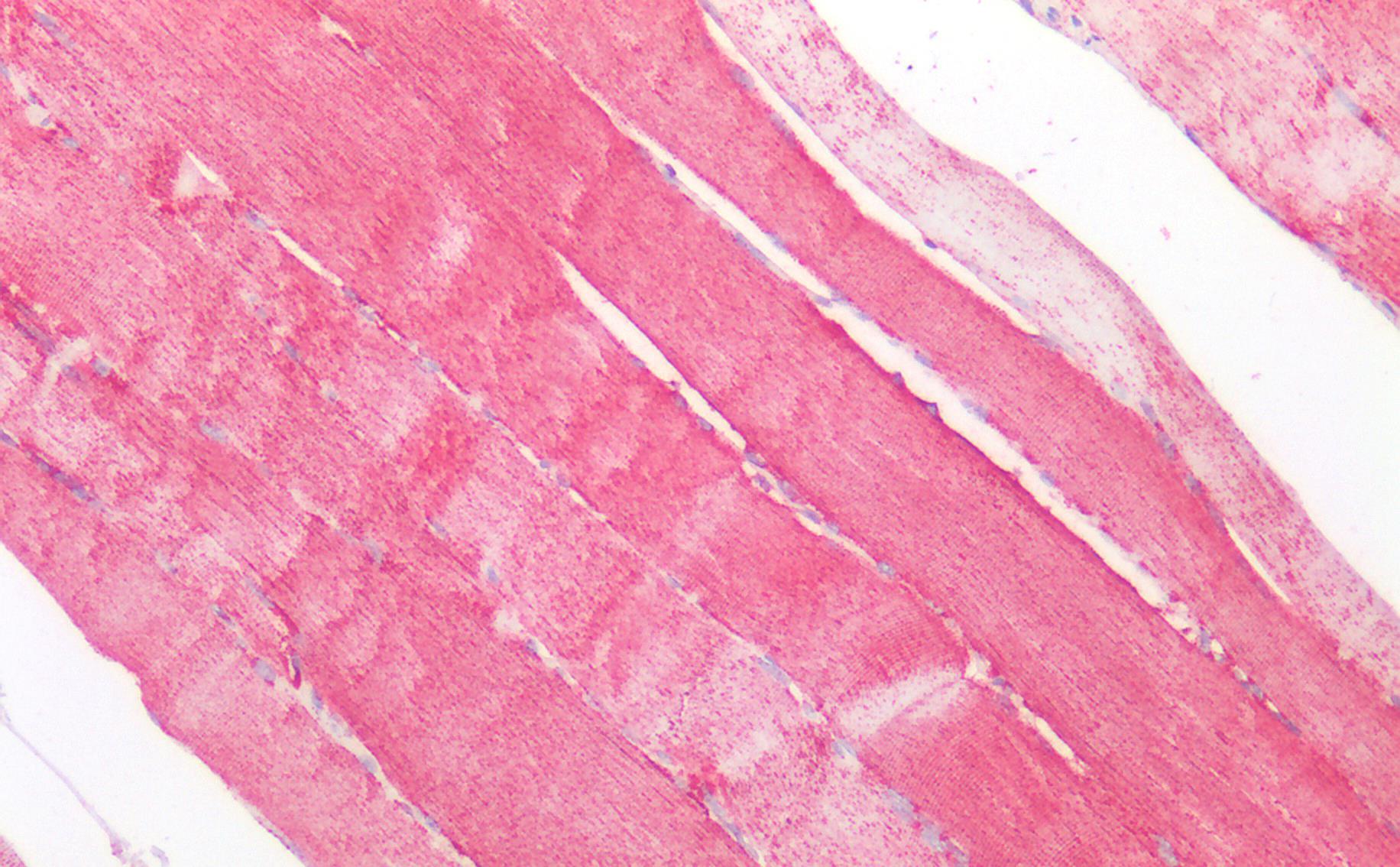 Goat anti-MNSOD (aa119-130) Antibody