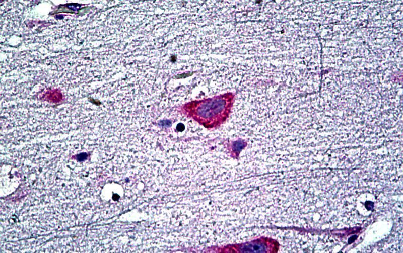 Goat anti-EDF1 / MBF1 Antibody