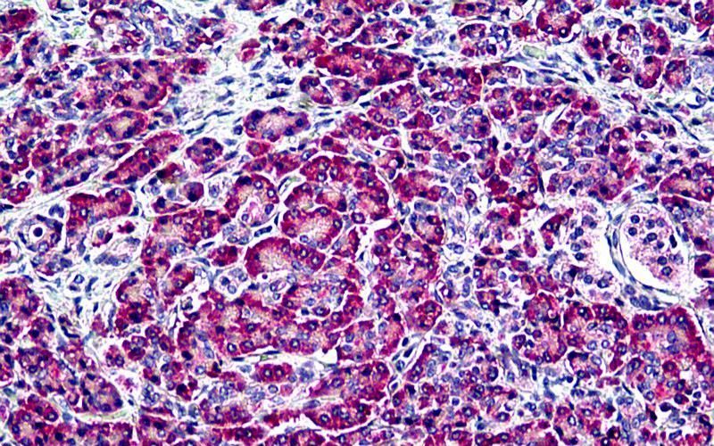 Goat anti-EDF1 / MBF1 Antibody