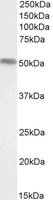 FOXA1 antibody