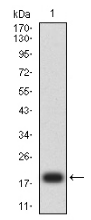 MSH2 Antibody