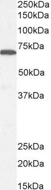 Goat anti-MUNC18 / STXBP1 (isoform a) Antibody