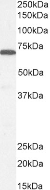 STXBP1 antibody