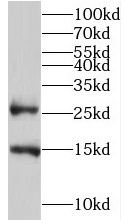 TMEM182 antibody