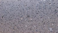 Goat anti-PCDH11Y / PCDH11X Antibody