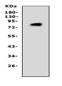 Proprotein convertase PC4/PCSK4 Antibody
