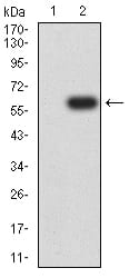 CD307B Antibody