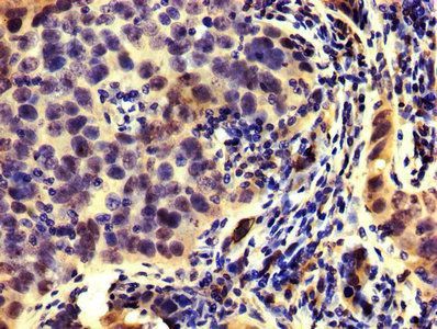 HMGCR Antibody
