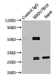 3-hydroxyacyl-CoA dehydrogenase type-2 antibody