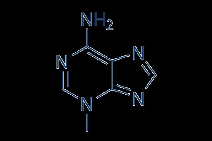 3-Methyladenine