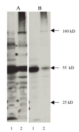Mouse Nitrotyrosine Antibody