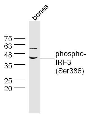 pIRF3 antibody