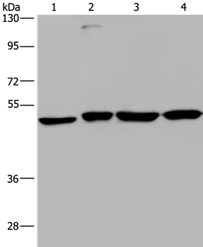 CCR6 Antibody