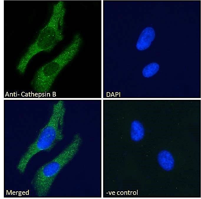 Goat anti-Cathepsin B Antibody
