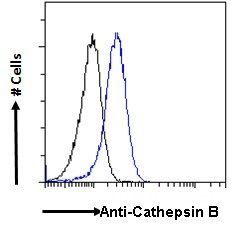 CTSB antibody